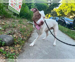 Mutt Dogs for adoption in New London, WI, USA