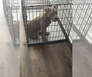 Mother of the American Bully puppies born on 06/23/2026
