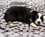 Small Photo #58 Australian Shepherd Puppy For Sale in SALISBURY, NC, USA