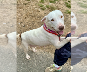 Labrador Retriever-Unknown Mix Dogs for adoption in Brewster, NY, USA