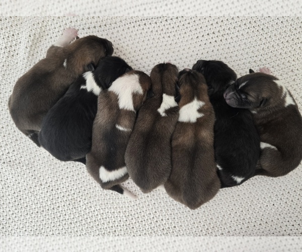 Medium Photo #1 Akita Puppy For Sale in STRAFFORD, MO, USA