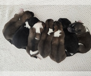 Akita Puppy for Sale in STRAFFORD, Missouri USA