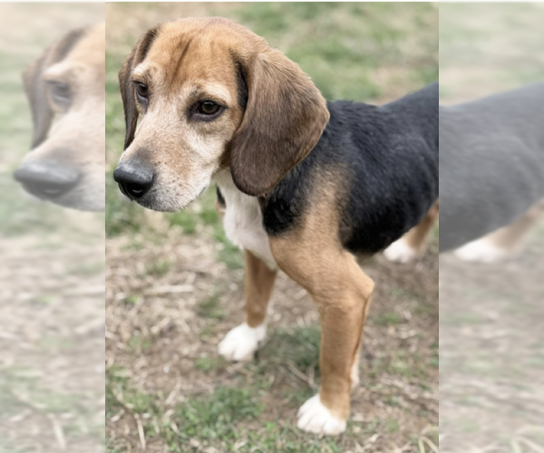 Medium Photo #1 Beagle Puppy For Sale in Tampa, FL, USA
