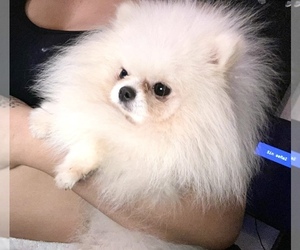 Pomeranian Puppy for Sale in CHINO HILLS, California USA