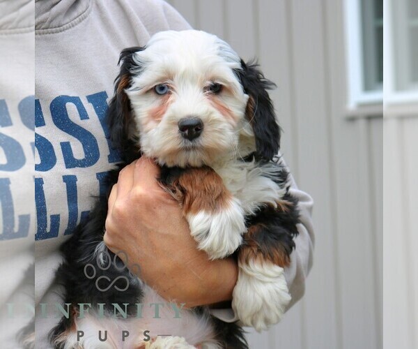 Medium Photo #4 Bernedoodle (Miniature) Puppy For Sale in NARVON, PA, USA