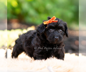Medium Yorkipoo