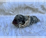 Small Photo #50 French Bulldog Puppy For Sale in HAYWARD, CA, USA