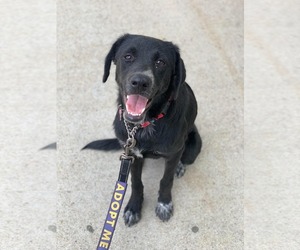 Maizy - Female Labrador Retriever-Unknown Mix Dog for Adoption - Photo #4