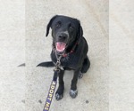 Small Photo #4 Labrador Retriever-Unknown Mix Puppy For Sale in San Diego, CA, USA