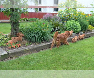 Golden Retriever Litter for sale in GREENWOOD, WI, USA