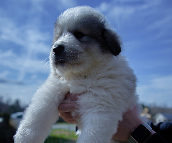 Medium Photo #11 Great Pyrenees Puppy For Sale in SILER CITY, NC, USA