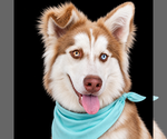 Small #5 Siberian Husky