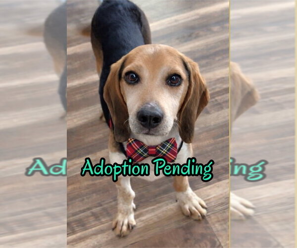 Medium Photo #3 Beagle Puppy For Sale in Dunnellon, FL, USA