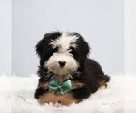 Small Bernedoodle (Miniature)