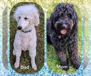 Goldendoodle Litter for sale in LONG BEACH, WA, USA