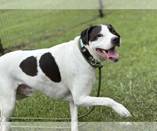 Medium Photo #3 Mutt Puppy For Sale in Virginia Beach, VA, USA