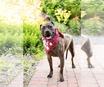 Small #2 American Pit Bull Terrier Mix
