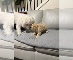 Small Photo #1 Bichon Frise Puppy For Sale in VANCOUVER, WA, USA