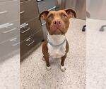 Small American Pit Bull Terrier Mix