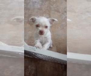 ShiChi Dog for Adoption in FALL RIVER, Massachusetts USA