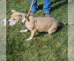 Small #3 American Staffordshire Terrier-Beagle Mix