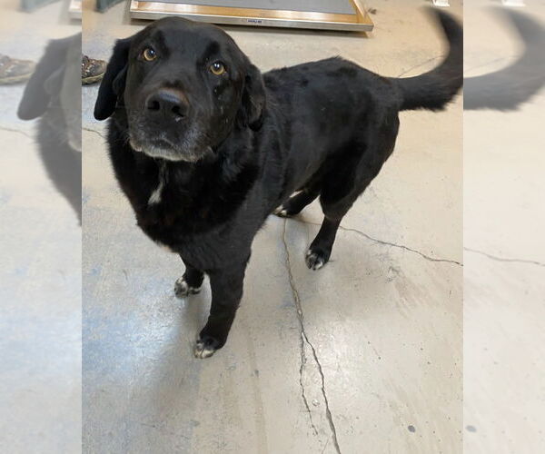 Medium Photo #2 Labrador Retriever Puppy For Sale in Bryant, AR, USA