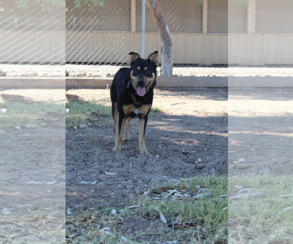 Medium Photo #2 Mutt Puppy For Sale in El Centro, CA, USA