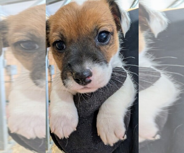 Medium Photo #1 Jack Russell Terrier Puppy For Sale in APPLE GROVE, WV, USA