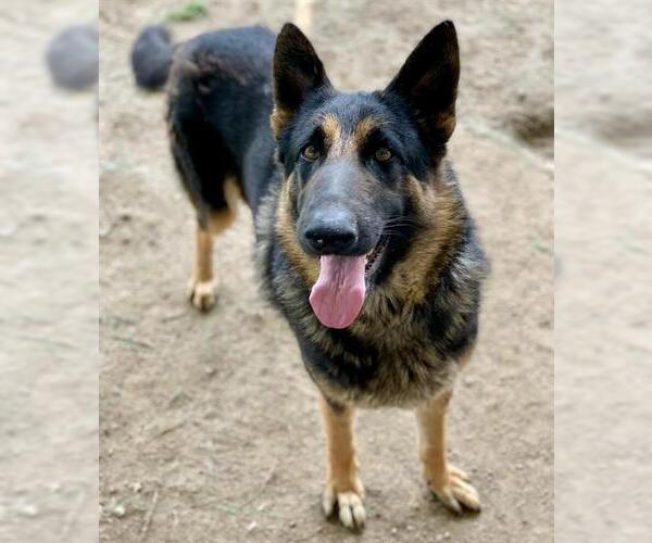 Medium Photo #1 German Shepherd Dog Puppy For Sale in Riverside, CA, USA
