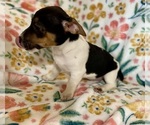 Small #23 Jack Russell Terrier