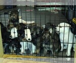Image preview for Ad Listing. Nickname: Litter of 2