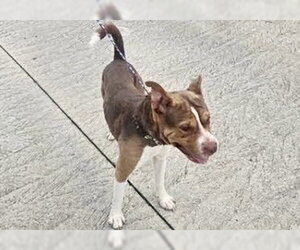 Chinese Shar-Pei Dogs for adoption in Houston, TX, USA