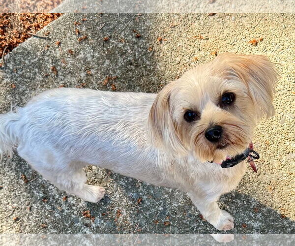 Medium Photo #2 Mutt Puppy For Sale in Bellevue, WA, USA