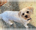 Small #1 Mutt