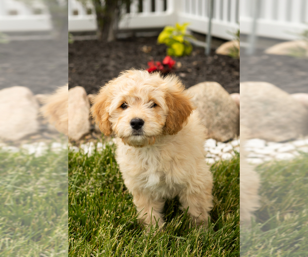 Medium Photo #9 Golden Cavadoodle Puppy For Sale in MILLERSBURG, IN, USA