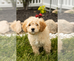 Small Photo #9 Golden Cavadoodle Puppy For Sale in MILLERSBURG, IN, USA