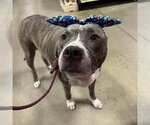 Small #5 American Pit Bull Terrier Mix