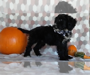 Springerdoodle Puppy for sale in LANCASTER, PA, USA
