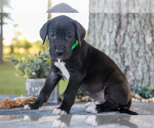 Medium Photo #15 Great Dane Puppy For Sale in SALEM, IN, USA