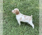 Small Photo #8 Brittany Puppy For Sale in LA GRANGE, KY, USA