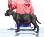 Small #1 Cane Corso