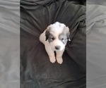 Puppy Martin Great Pyrenees