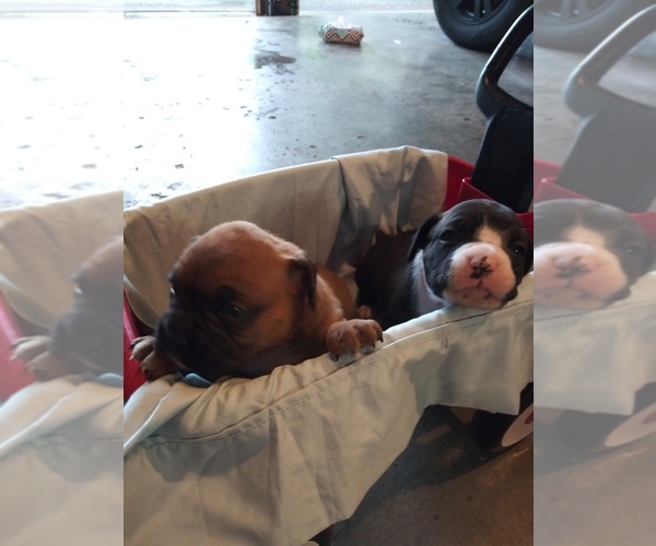 Medium Photo #4 Boxer Puppy For Sale in KANSAS CITY, MO, USA