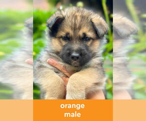 Medium German Shepherd Dog-Siberian Husky Mix