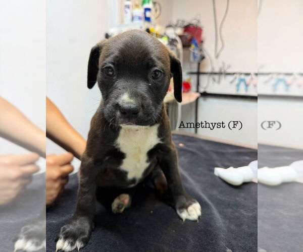 Medium Photo #1 American Pit Bull Terrier Puppy For Sale in Studio City, CA, USA