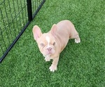 Small #17 French Bulldog