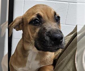 Labrador Retriever-Unknown Mix Dogs for adoption in Temple, TX, USA