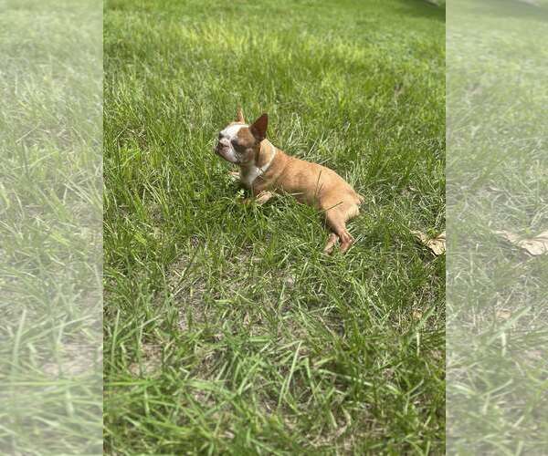 Medium Photo #3 Boston Terrier Puppy For Sale in Palatka, FL, USA