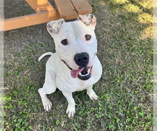 Medium Photo #1 American Pit Bull Terrier Puppy For Sale in Norfolk, VA, USA