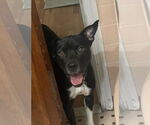 Small #5 Labrador Retriever Mix